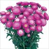 あずみ ローズピンク