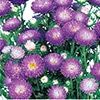 松本 トップパープル