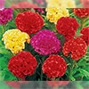 久留米けいとう  切り花用 混合