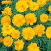 黄花コスモス サンライズ