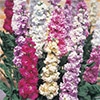 ストック 切り花用 早生系 混合