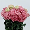 トルコギキョウ ボヤージュ(R) (2型) チェリーピンク