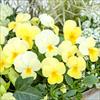 ビオラ 百花繚乱ももか(R) ひよこももか