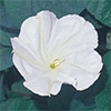 白花夕顔