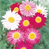 赤花除虫菊  ロビンソン ミックス