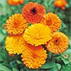 切り花用 混合