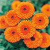 カレンジュラ（金せん花） 切り花用 さなだ芯黒