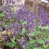 紫花菜