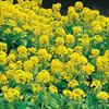 菜の花 春陽 （しゅんよう）