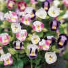 トレニア トレニア ミックス