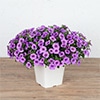 カリブラコア ふわリッチ（R）ラベンダー
