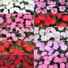 プレゼント付き サンパチェンス(R) オールスター 10種セット 4月お届け
