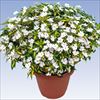 サンパチェンス(R) スプラッシュホワイト(R) 4月お届け