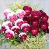 パンジー よく咲くスミレ ロゼ