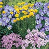 パンジー よく咲くスミレ ソーダ 寄せ植えおすすめ3種セット