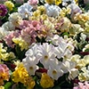 ビオラ 華あられ 見計らいミックス