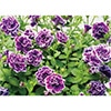 ペチュニア 花衣 藍染