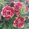 ペチュニア 花衣 茜染