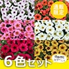 ビューティカル 限定カラー入りセット