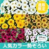 ペチュニア ビューティカル（R）スペシャル5種セット
