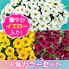 ペチュニア ビューティカル（R） 3色Aセット