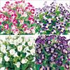 連結パック苗 6月お届け トレニア サイクロン 4種セット