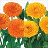 セルトップ(R)苗 キンセンカ 切り花向き ２種セット