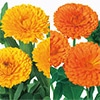 連結パック苗 キンセンカ 切り花向き 2種セット