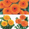 連結パック苗 キンセンカ 切り花向き 3種セット