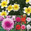 草花苗 見計らい 12株1組