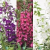 アンゲロニア セレニータ 3種セット
