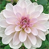 ダリア 花水木