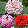 ダリア 豪華中大輪セット