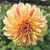 大株ダリア 花霞