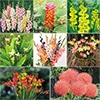 人気の春植え球根 福袋
