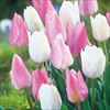 ぴったりちゅうりっぷ(R) 桜色キャンバス