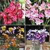 切り花向き花球根4種見計らいお買い得セット A