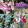 切り花向き花球根4種見計らいお買い得セット B