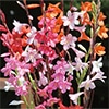 ワトソニア ドワーフミックス