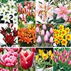 秋草花球根詰め合わせ