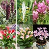 春草花球根 詰め合わせ