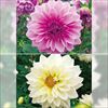 ダリア ガッツァリア 八重咲き 2種セット