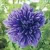 アネモネ 凜々花 ブルー系