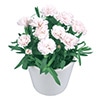 寄せ植えカーネーション プリティ みるく