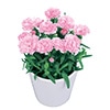 寄せ植えカーネーション プリティ さくら