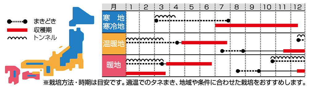 1月まで畑に置けます