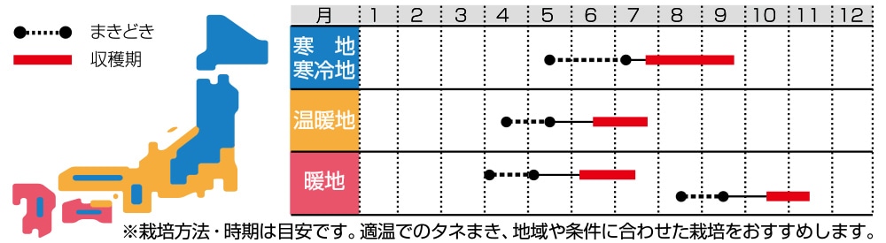 ※作型図にはありませんが、温暖地では8月中旬～9月中旬のタネまきで10月中旬～11月中旬に収穫できます。