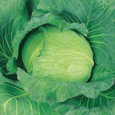 キャベツ 藍天