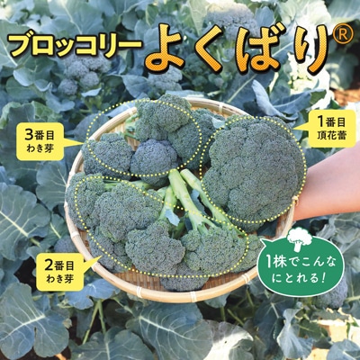 ブロッコリー よくばり(R)
