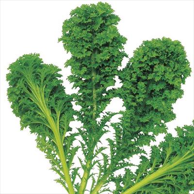 わさび菜
